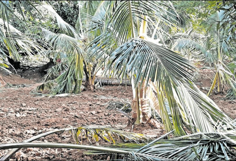 கடையநல்லூர் அருகே காட்டு யானைகள் அட்டகாசம்