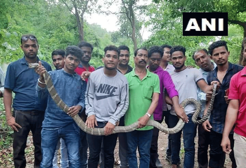 ஒடிசாவில் 11 அடி நீளமுள்ள அரிய வகை பாம்பு பிடிபட்டு உள்ளது. 201907111430365910_Odisha-Members-of-Snake-Helpline-rescue-a-rare-11-feet-long_SECVPF