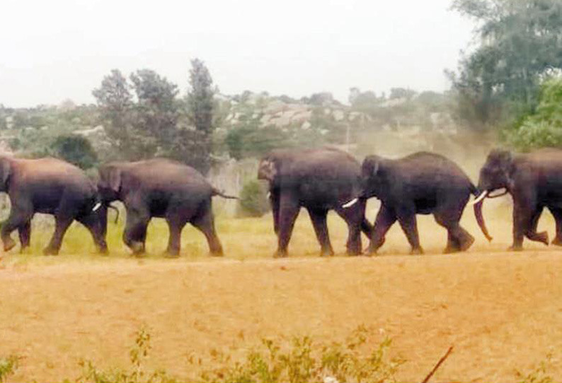 மாலூர் அருகே விளைநிலங்களில் புகுந்து 5 காட்டு யானைகள் அட்டகாசம் தமிழக வனப்பகுதிக்குள் விரட்டியடிக்க வனத்துறையினர் தீவிரம்