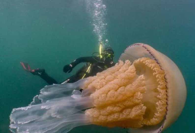 மனிதனை போன்ற அளவுடைய மிகப்பெரிய ஜெல்லி மீன் 201907161722224762_Humansized-giant-barrel-jellyfish-spotted-by-divers-off-UK_SECVPF
