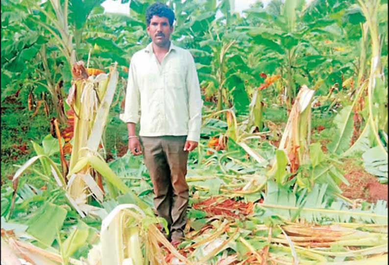 மடஹள்ளி கிராமத்தில், விவசாய தோட்டத்திற்குள் புகுந்து காட்டுயானைகள் அட்டகாசம்; 1,100 வாழை மரங்கள் சேதம் கிராம மக்கள் பீதி