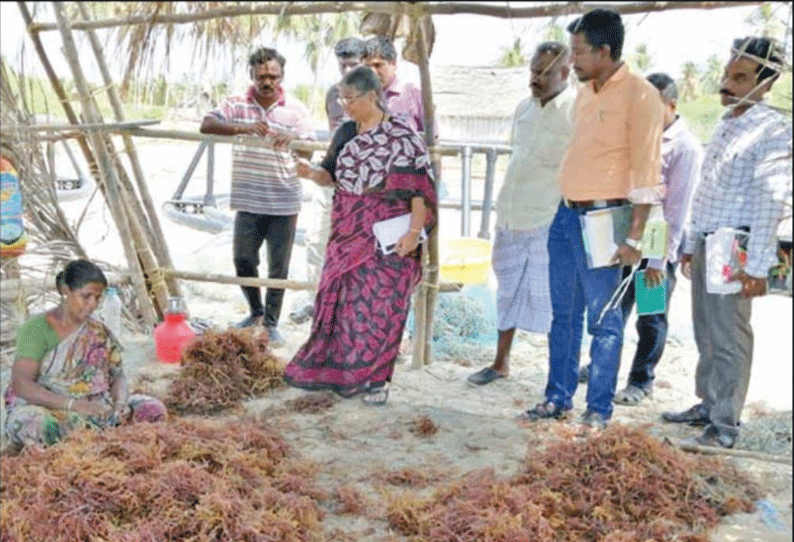 விவசாயிகளுக்கு அதிக மகசூலை அள்ளித்தரும் கடல்பாசியை கொள்முதல் செய்ய மீன்வளத்துறை ஏற்பாடு