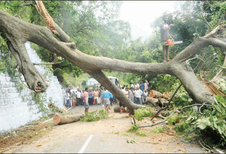 மாவட்டத்தில் பலத்த மழை: சேலம்-ஏற்காடு மலைப்பாதையில் ராட்சத மரம் விழுந்தது