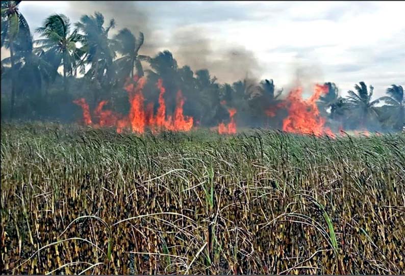 ஆண்டிப்பட்டி அருகே, கரும்பு தோட்டத்தில் தீ - தீயணைப்பு படையினர் போராடி அணைத்தனர்