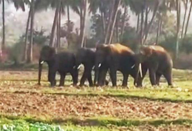 செங்கோட்டை அருகே விளைநிலங்களில் புகுந்து யானைகள் அட்டகாசம்