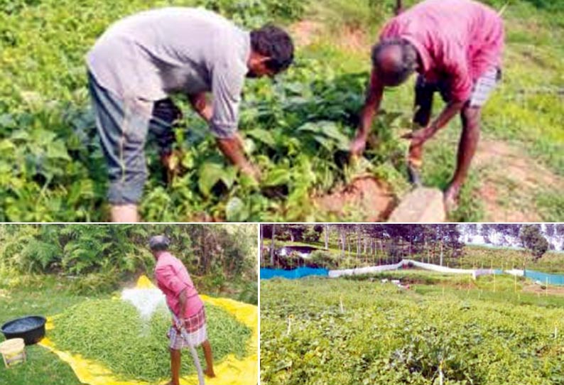 மேட்டுப்பாளையம், கோத்தகிரி மார்க்கெட்டில், பீன்ஸ் கொள்முதல் விலை உயர்வு - விவசாயிகள் மகிழ்ச்சி