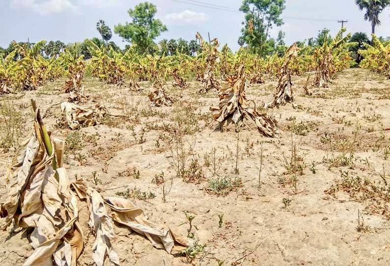 நிலத்தடி நீர் வெகுவாக குறைந்ததால் தண்ணீர் வசதியின்றி கருகிய வாழைகள்