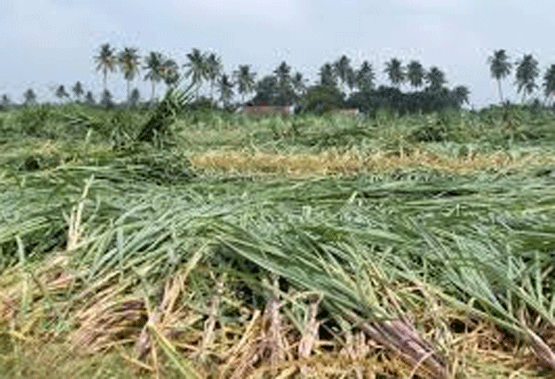 மூங்கில்துறைப்பட்டு பகுதியில் சூறைக்காற்று: 100 ஏக்கர் கரும்பு பயிர்கள் சாய்ந்து சேதம்