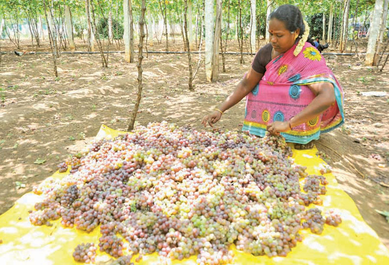 வறண்ட பூமியில் திராட்சை சாகுபடி செய்து அசத்தும் என்ஜினீயர்