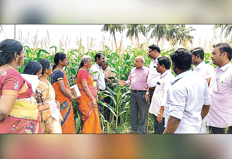 குறிஞ்சிப்பாடி பகுதியில் மக்காச்சோளத்தில் படைப்புழு தாக்குதல்