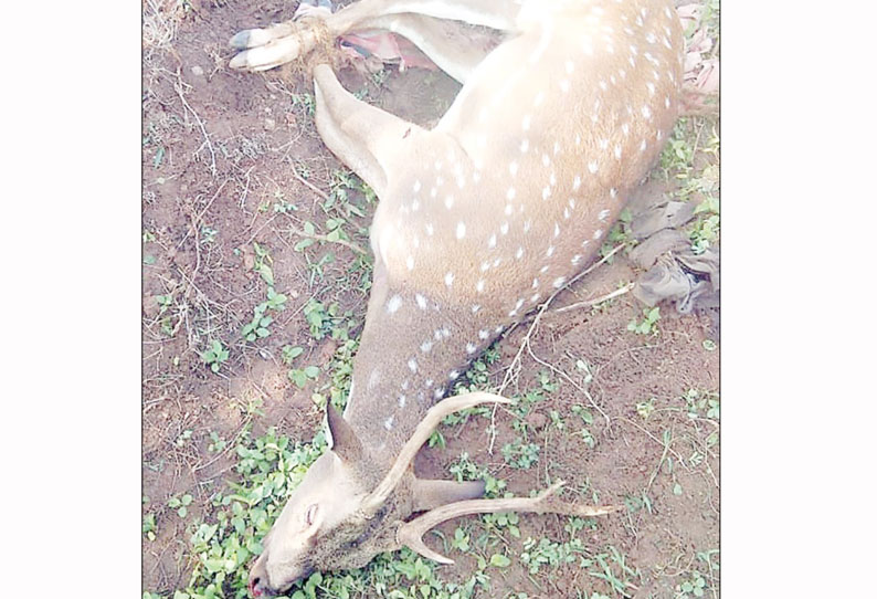 சூளகிரி அருகே ஊருக்குள் புகுந்த புள்ளிமான் வனத்துறையினர் மீட்டனர்