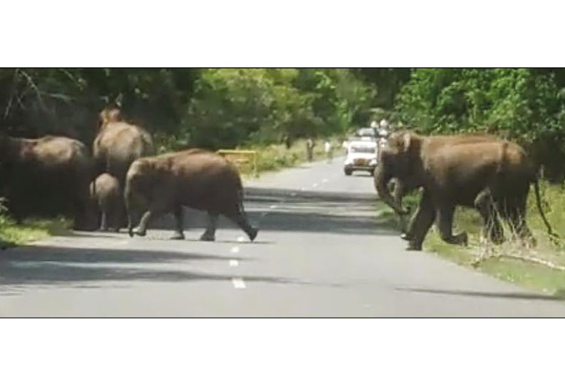 சத்தி அருகே சாலையில் சுற்றித்திரியும் யானைகள் வாகனஓட்டிகளுக்கு வனத்துறையினர் எச்சரிக்கை