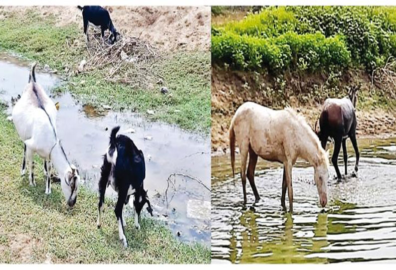 நாகை மாவட்டத்தில் நீர்நிலைகள் வறண்டதால் தண்ணீர் தேடி அலையும் கால்நடைகள்