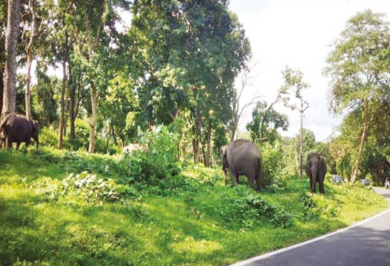 முதுமலை சாலையோரத்தில் காட்டு யானைகள் நடமாட்டம் அதிகரிப்பு