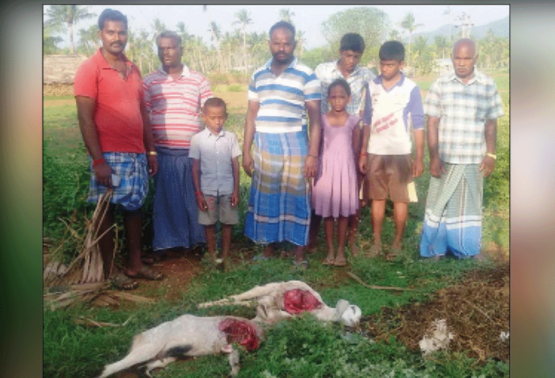 கோதுமலை அடிவார கிராமத்தில் ஆடுகளை வேட்டையாடும் மர்ம விலங்கு