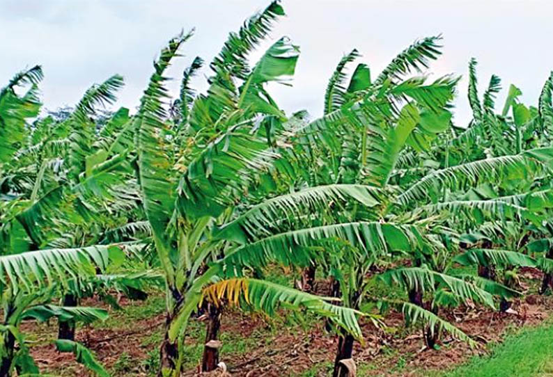 மாவட்டத்தில், பலத்த காற்றுக்கு வாழை இலைகள் கிழிந்து நாசம்