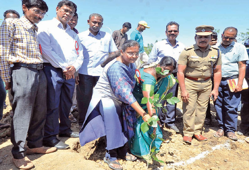 திருவள்ளூர் கலெக்டர் அலுவலகத்தில் மரக்கன்று நடும் திட்டம் தொடக்கம்