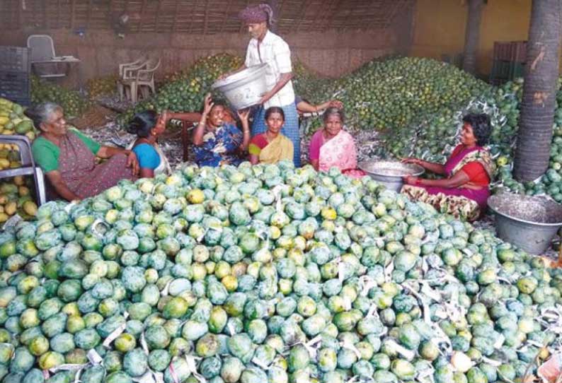 அய்யம்பாளையம் பகுதியில் இருந்து வெளி மாநிலங்களுக்கு ஏற்றுமதியாகும் மாம்பழங்கள்