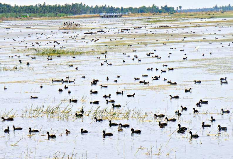 உச்சிப்புளி அருகே நீர் நிலைகளில் குவிந்த பறவைகள்