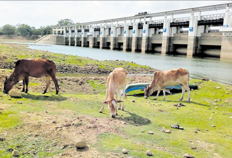 கால்நடைகளின் மேய்ச்சல் நிலமாக மாறிய பூண்டி ஏரி