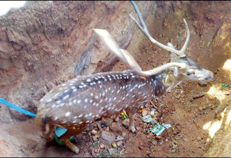 எடப்பாடி அருகே தண்ணீர் தேடி வந்த மான் குழியில் தவறிவிழுந்து சாவு