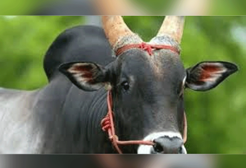 At Anthiyur Market Kangayam bull cow sold for Rs. 2 lakhs | அந்தியூர்  சந்தையில் காங்கேயம் காளை மாடு ஜோடி ரூ.2 லட்சத்துக்கு விற்பனை