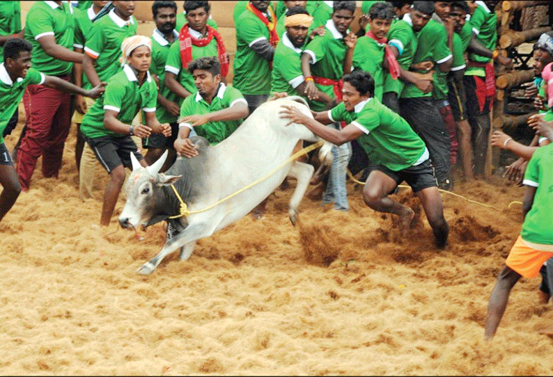 சேந்தமங்கலம் ஜல்லிக்கட்டில் 360 காளைகள் சீறிப்பாய்ந்தன ஊர்க்காவல்படை வீரர் உள்பட 6 பேர் காயம்