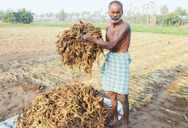 எடப்பாடியில் நள்ளிரவில் பலத்த மழை அறுவடை செய்யப்பட்ட புகையிலை சேதம்