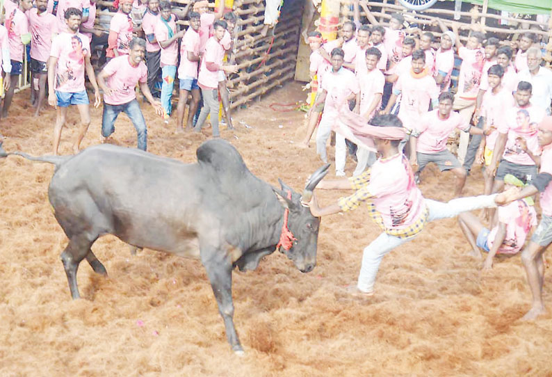 தஞ்சை அருகே ஜல்லிக்கட்டு: சீறிப்பாய்ந்த காளைகள் முட்டி 24 பேர் காயம்