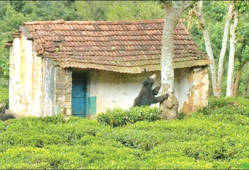 கோத்தகிரி அருகே தேயிலை தோட்டத்தில் முகாமிட்ட கரடி தொழிலாளர்கள் பீதி