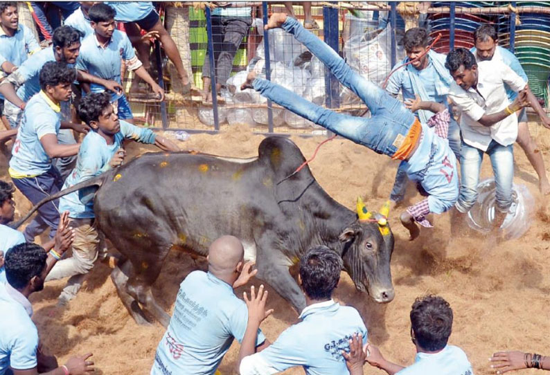 திண்டுக்கல் அருகே, ஜல்லிக்கட்டு: சீறிப்பாய்ந்த காளைகள் முட்டியதில் 20 பேர் காயம்