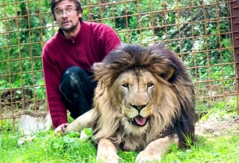 வீட்டில் வளர்த்து வந்தார்: வாலிபரை கடித்துக்கொன்ற சிங்கம் 201903070115513618_Czech-man-mauled-to-death-by-lion-he-kept-in-back-yard_SECVPF