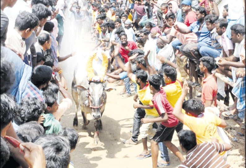 பென்னாத்தூரில் காளை விடும் திருவிழா