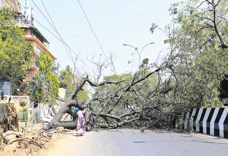 சென்னை பூந்தமல்லி நெடுஞ்சாலையில் 70 ஆண்டு பழமையான மரம் முறிந்து விழுந்தது 1 மணி நேரம் போக்குவரத்து பாதிப்பு