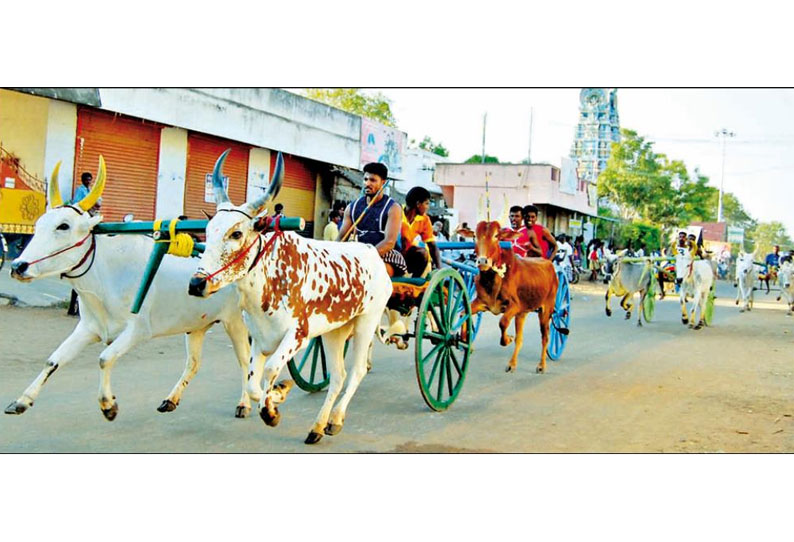 காளையார்கோவில்-கண்டதேவி பகுதிகளில் மாட்டு வண்டி பந்தயம்