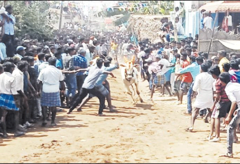 காளைவிடும் விழாவில் மாடுகள் முட்டியதில் பெண் போலீஸ் இன்ஸ்பெக்டர் உள்பட 50 பேர் காயம்