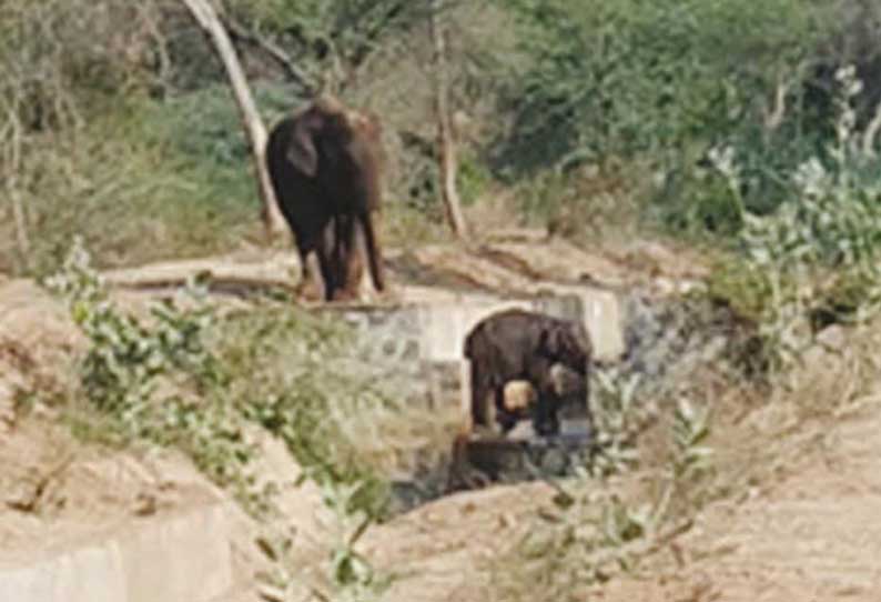 அந்தியூர் அருகே மீண்டும் வரட்டுப்பள்ளம் அணை வாய்க்காலில் தவறி விழுந்த குட்டி யானை கரையில் சாய்வு தளம் அமைத்து மீட்பு