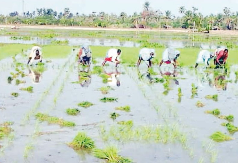 ஆழ்குழாய் மின்மோட்டார் மூலம் கோடை நெல் சாகுபடி மானிய விலையில் உரம் வழங்க விவசாயிகள் கோரிக்கை