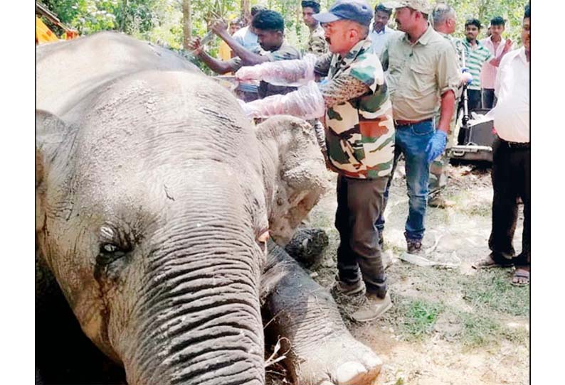 குடகு அருகே, குட்டை சேற்றில் சிக்கி 10 வயது ஆண் யானை செத்தது