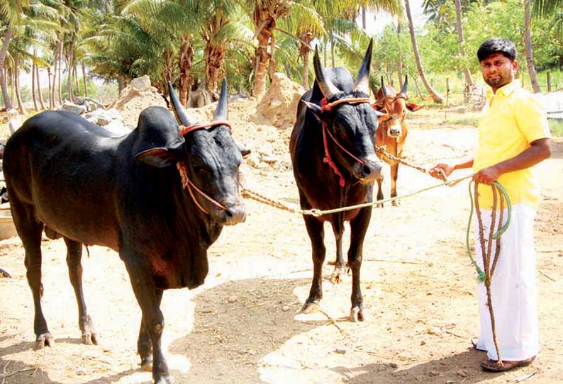 அழிந்து வரும் காங்கேயம் காளைகளை பாதுகாக்க அரசு நடவடிக்கை எடுக்குமா? விவசாயிகள் எதிர்பார்ப்பு