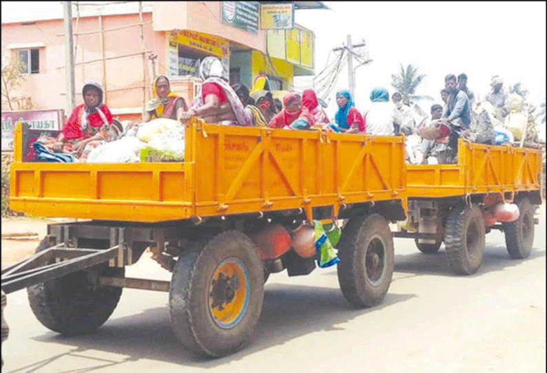 கீரமங்கலம் பகுதியில் கரும்பு வெட்டும் வேலையில் ஈடுபடும் வெளிமாநில தொழிலாளர்கள் டிராக்டரில் குடும்பத்துடன் வந்து தோட்டத்தில் தங்குகின்றனர்