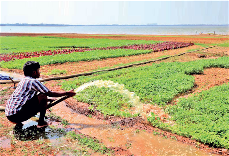 தண்ணீர் குறைந்தநிலையில் புழல் ஏரியில் கீரை, காய்கறி விவசாயம்