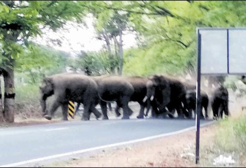 வேப்பனப்பள்ளி அருகே ஊருக்குள் புகுந்த காட்டு யானைகள் - பொதுமக்கள் பீதி வேப்பனப்பள்ளி அருகே ஊருக்குள் புகுந்த காட்டு யானைகள் - பொதுமக்கள் பீதி