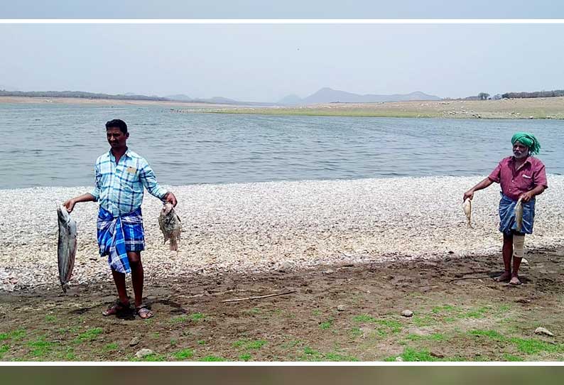 சாத்தனூர் அணை நீர்தேக்கப் பகுதியில் குவியல் குவியலாக மீன்கள் செத்து மிதப்பதால் பரபரப்பு தண்ணீரில் வி‌ஷம் கலக்கப்பட்டதா? பொதுமக்கள் அச்சம்