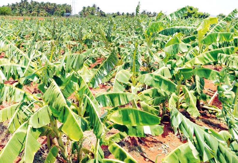 மாவட்டத்தில், பலத்த காற்றுக்கு கிழிந்த வாழை இலைகள் - விவசாயிகள் கவலை