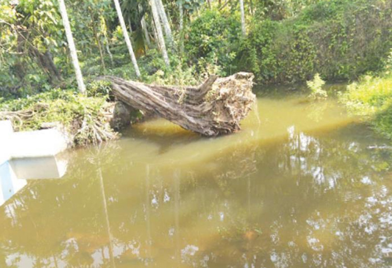 மரம் விழுந்து கிடப்பதால் தடுப்பணையில் நீர்வரத்துக்கு இடையூறு; நடவடிக்கை எடுக்க கோரிக்கை