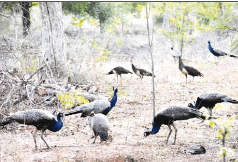 கோடை வெயிலில் இருந்து மயில்களை பாதுகாக்க கலெக்டர் அலுவலக வளாகத்தில் உள்ள குட்டைகளில் தண்ணீர் நிரப்பப்படுமா?