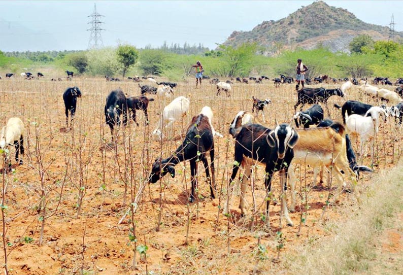 ஆண்டிப்பட்டி பகுதியில், கிணறுகள் வறண்டதால் கருகிய பயிர்கள் - விவசாயிகள் பாதிப்பு