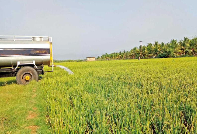 வத்திராயிருப்பு பகுதியில் கடும் வறட்சி: விலை கொடுத்து தண்ணீர் வாங்கி நெற்பயிரை காப்பாற்றும் நிலை