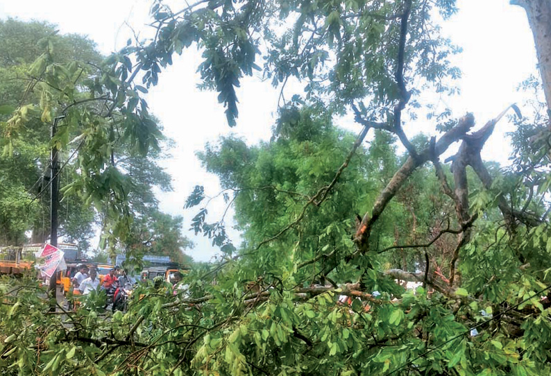 சேரன்மாதேவியில் பலத்த மழை மரம் முறிந்து விழுந்ததால் போக்குவரத்து பாதிப்பு